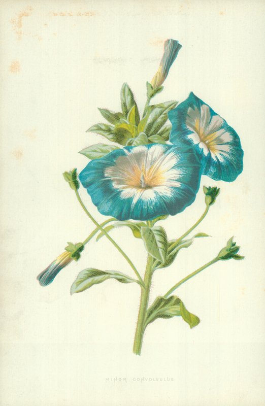 Liseron mineur - Frederick Edward Hulme