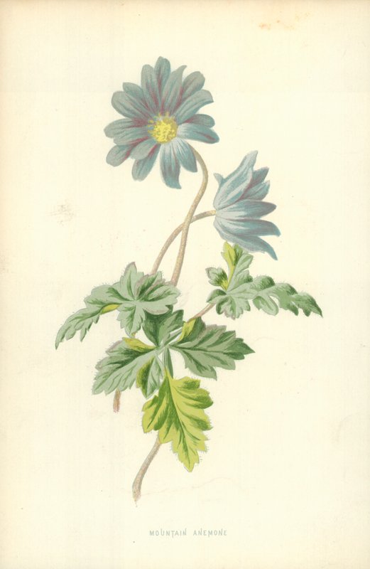 Anémone des montagnes - Frederick Edward Hulme