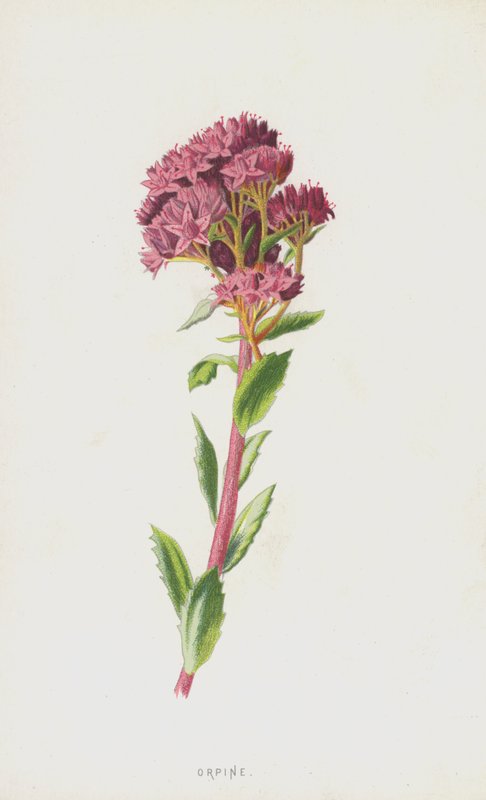 Orpin - Frederick Edward Hulme