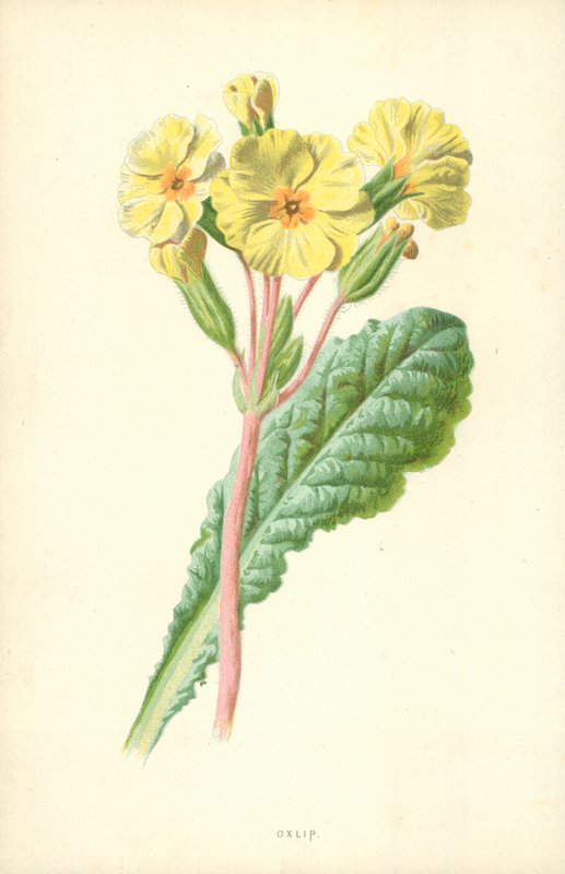 Primevère - Frederick Edward Hulme