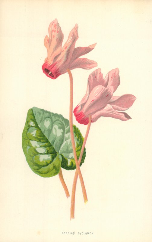 Cyclamen persan - Frederick Edward Hulme