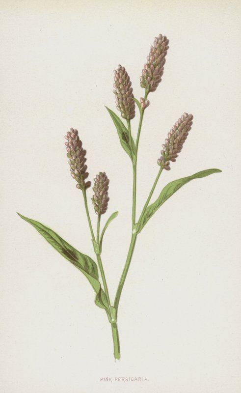 Renouée persicaire - Frederick Edward Hulme