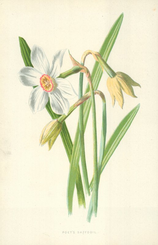 Jonquille du poète - Frederick Edward Hulme