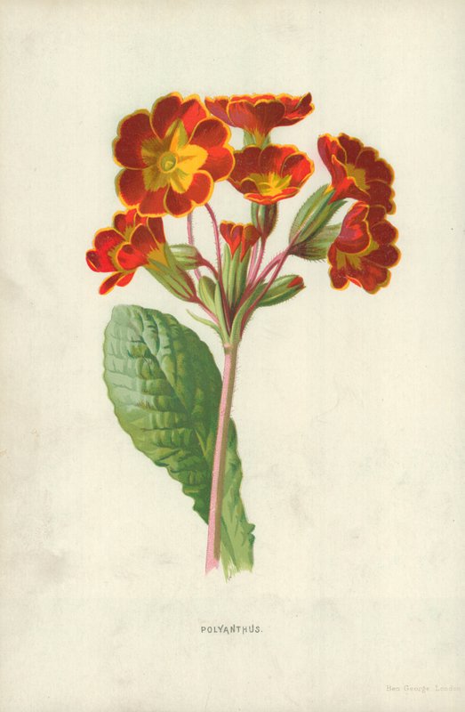 Polyanthus - Frederick Edward Hulme