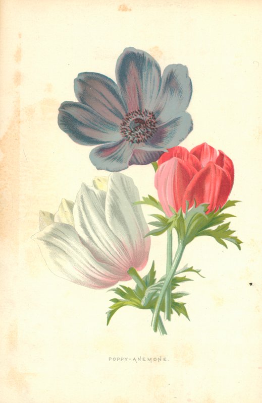 Anémone de pavot - Frederick Edward Hulme