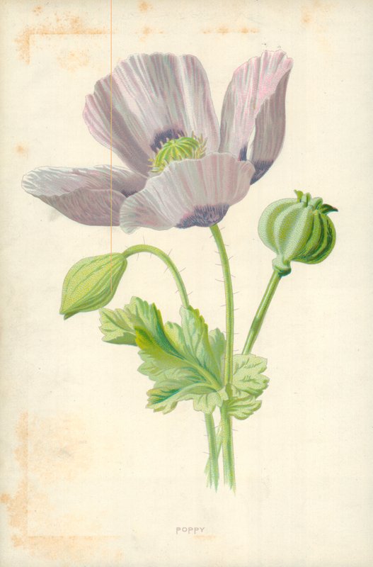 Coquelicot - Frederick Edward Hulme
