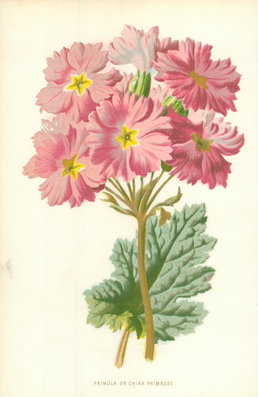Primevère ou Primevère de Chine - Frederick Edward Hulme