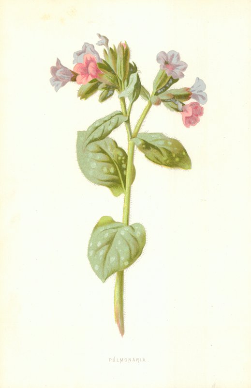 Pulmonaire - Frederick Edward Hulme