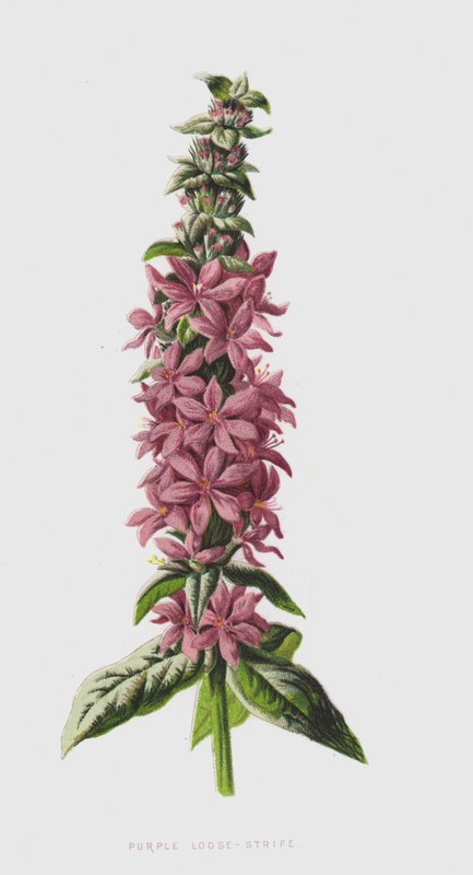 Lysimaque pourpre - Frederick Edward Hulme