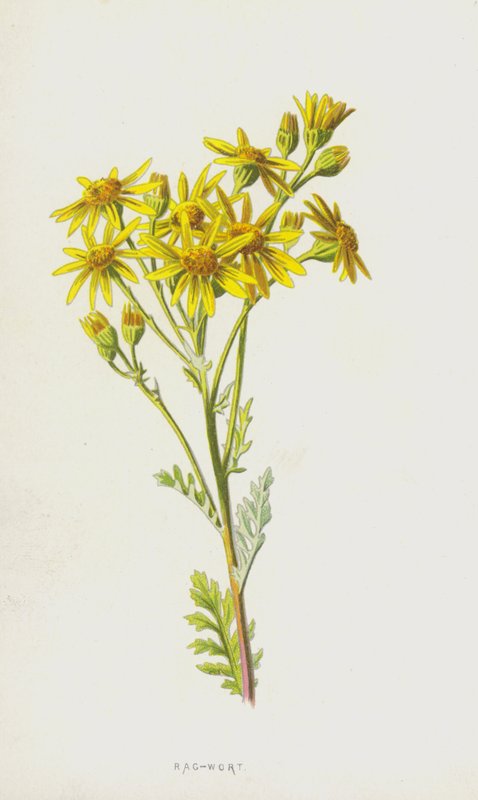 Séneçon - Frederick Edward Hulme