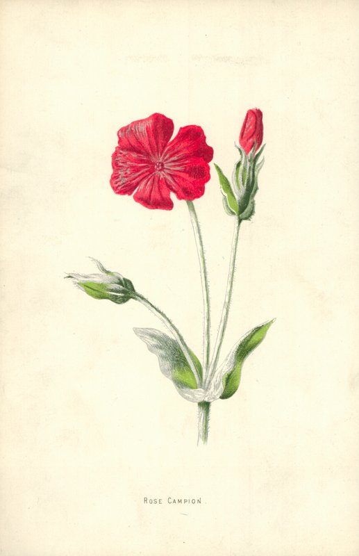 Coquelourde des jardins - Frederick Edward Hulme