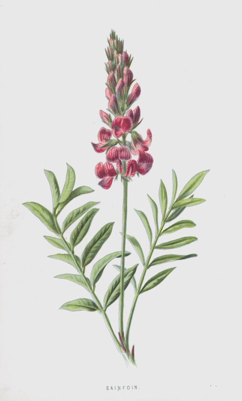 Sainfoin - Frederick Edward Hulme