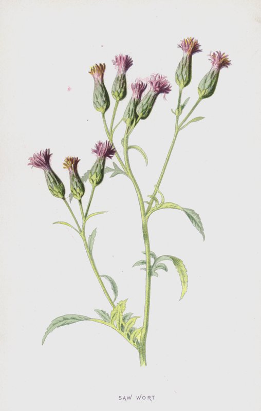 Serratule (chromolithographie) - Frederick Edward Hulme