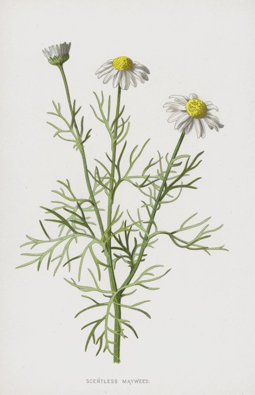 Camomille inodore - Frederick Edward Hulme