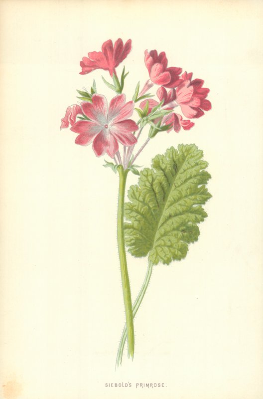 Primevère de Siebold - Frederick Edward Hulme