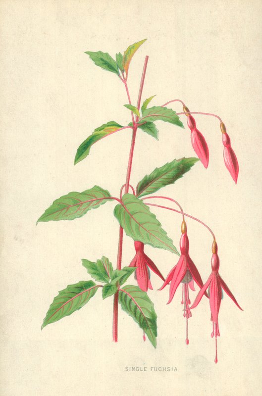 Fuchsia simple - Frederick Edward Hulme