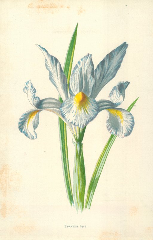 Iris espagnol - Frederick Edward Hulme