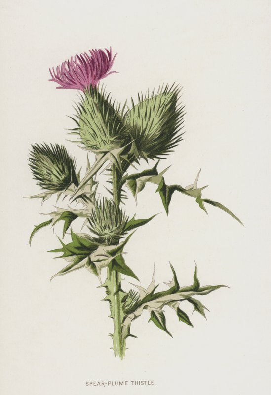 Chardon penché - Frederick Edward Hulme