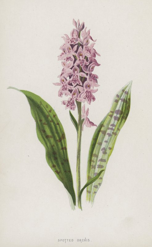 Orchis tacheté - Frederick Edward Hulme