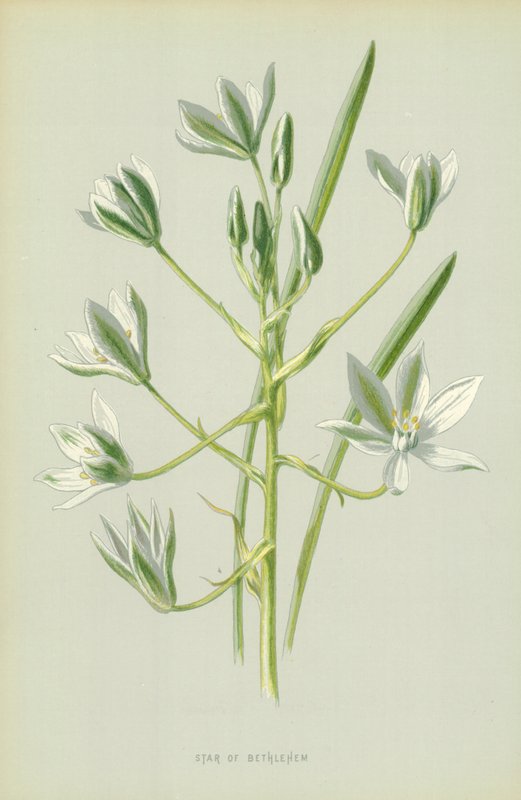 Étoile de Bethléem - Frederick Edward Hulme