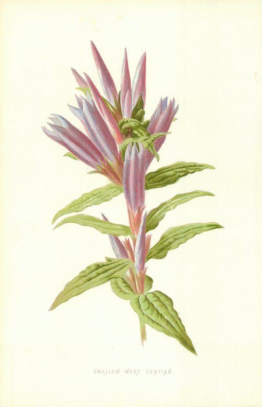 Gentiane asclépiade - Frederick Edward Hulme