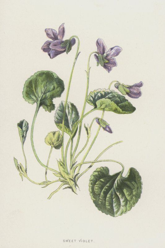 Violette odorante - Frederick Edward Hulme