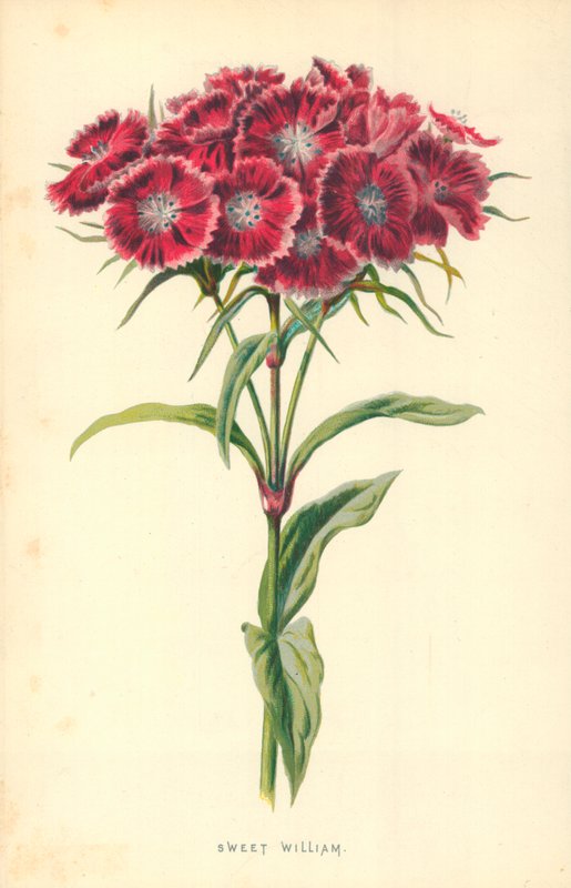Œillet de poète - Frederick Edward Hulme