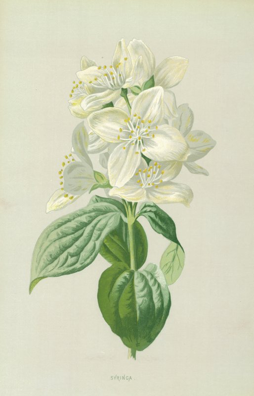 Syringa - Frederick Edward Hulme