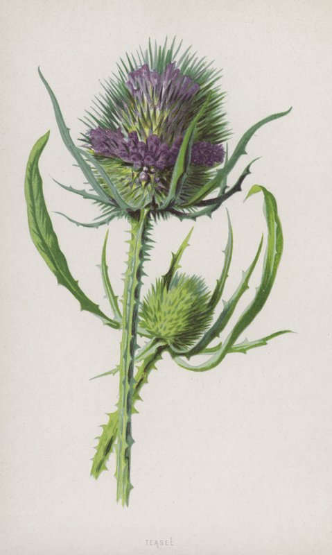 Cardère - Frederick Edward Hulme