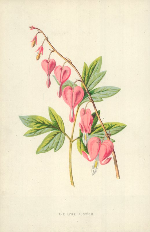 La fleur de lyre - Frederick Edward Hulme