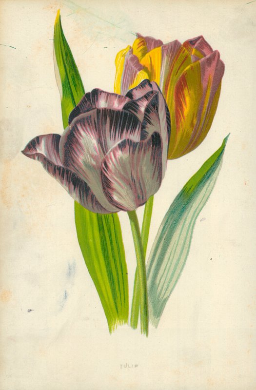 Tulipe - Frederick Edward Hulme
