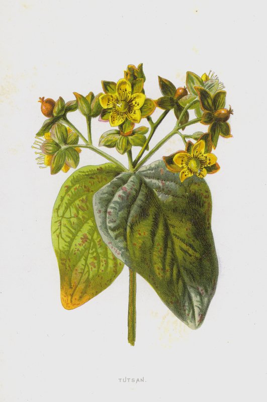 Millepertuis androsème - Frederick Edward Hulme