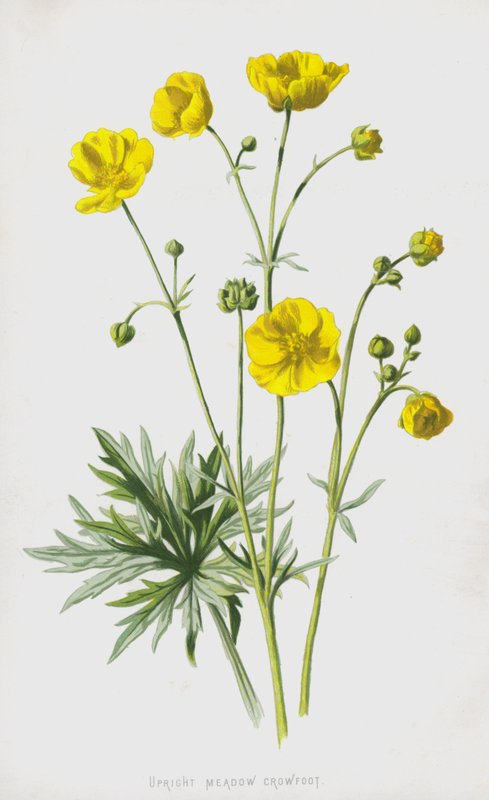 Renoncule des prés dressée - Frederick Edward Hulme