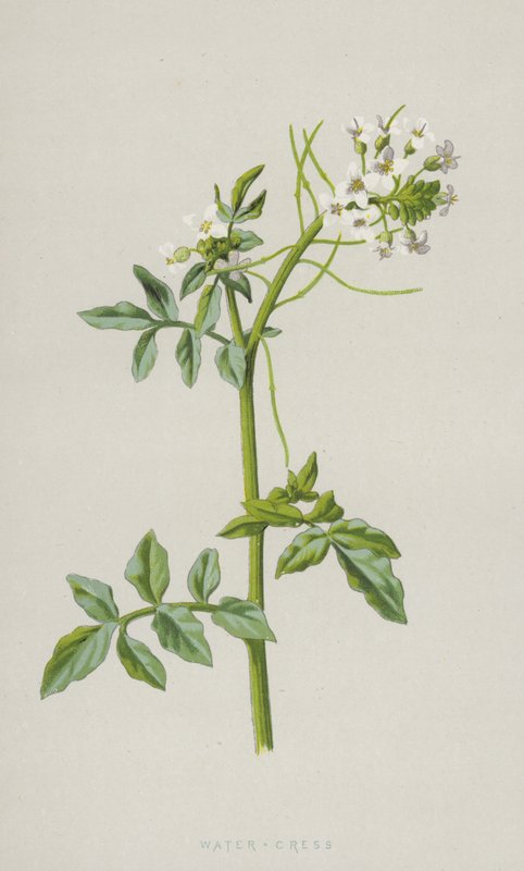 Cresson - Frederick Edward Hulme