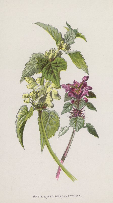 Lamier blanc et rouge - Frederick Edward Hulme