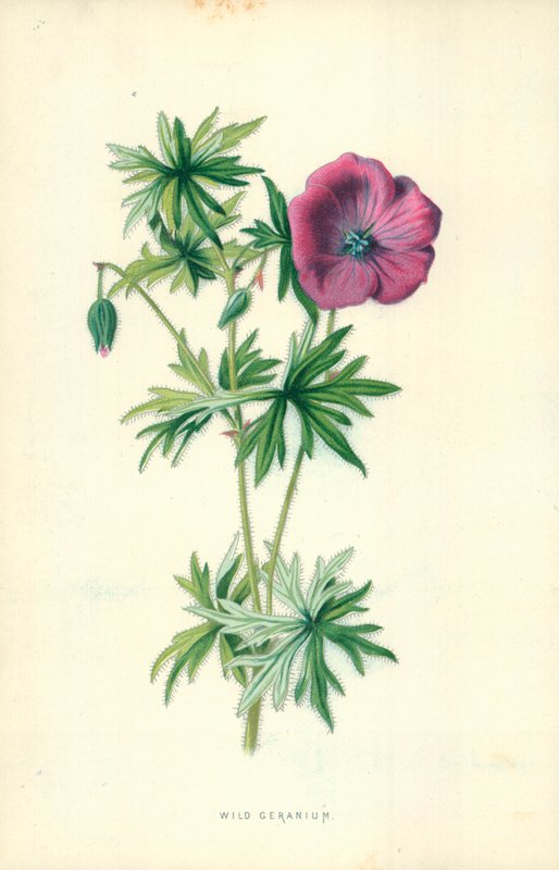 Géranium sauvage - Frederick Edward Hulme