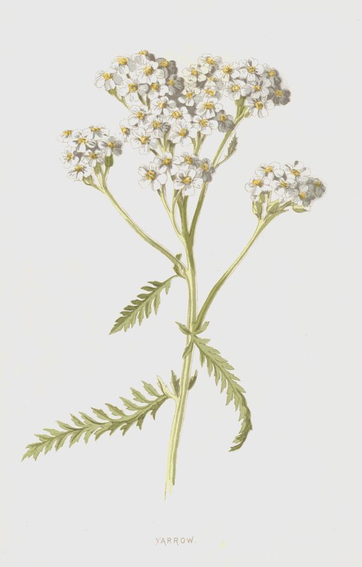 Achillée millefeuille - Frederick Edward Hulme
