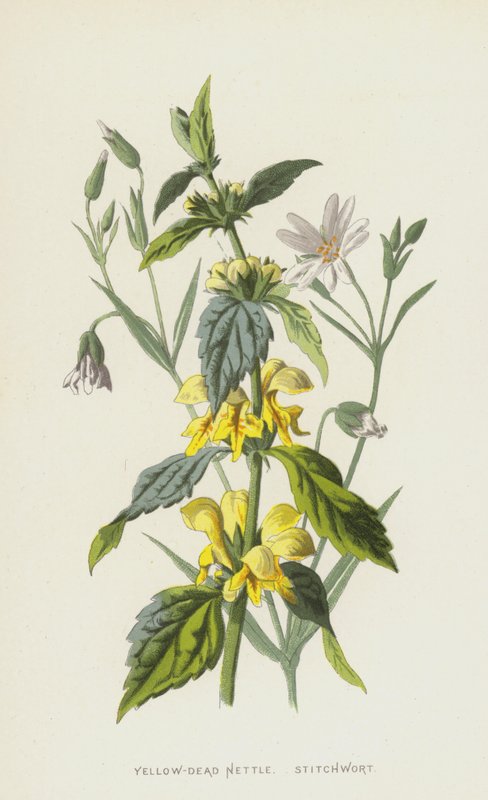 Lamier jaune, Stellaire - Frederick Edward Hulme