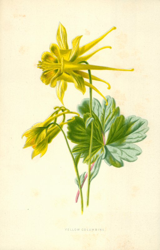 Ancolie jaune - Frederick Edward Hulme