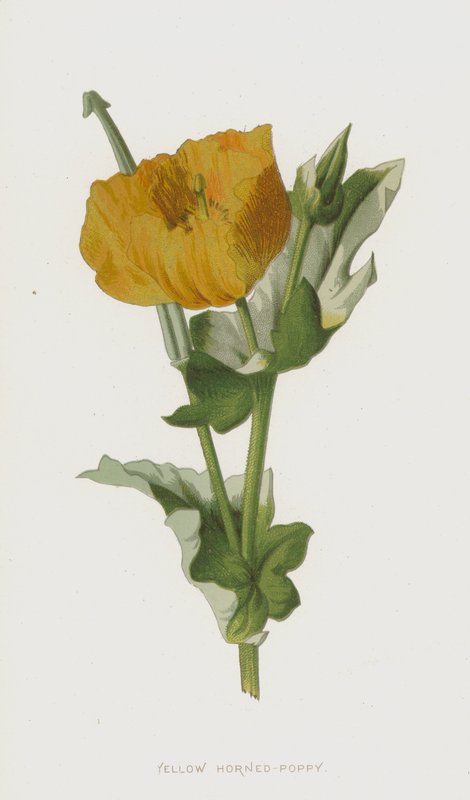 Glaucière jaune - Frederick Edward Hulme