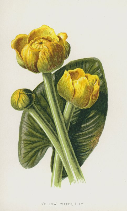 Nénuphar jaune - Frederick Edward Hulme