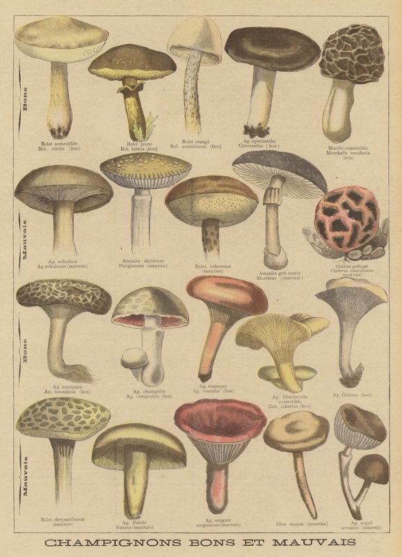 Champignons comestibles et vénéneux - French School