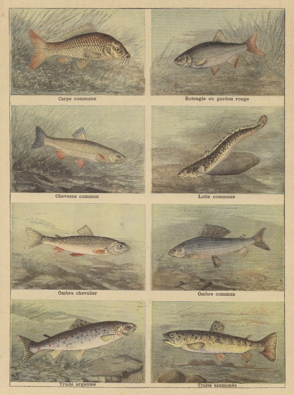 Poissons d