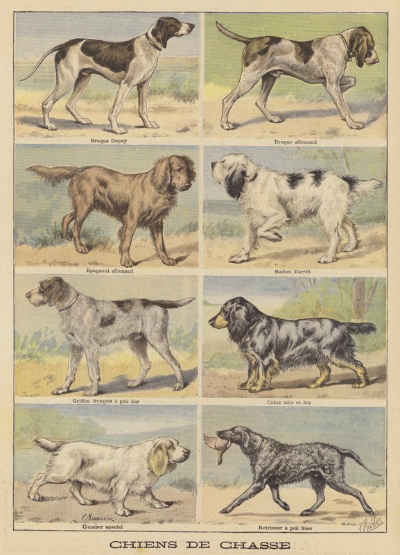 Chiens de chasse - French School