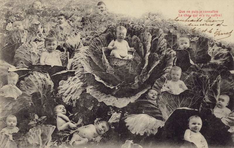 Bébés dans le champ de choux - French Photographer