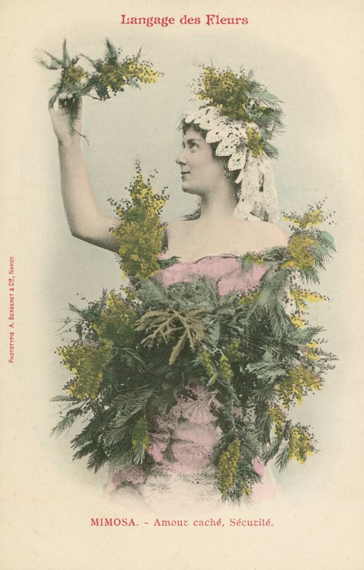 Langage des fleurs, Mimosa - French Photographer
