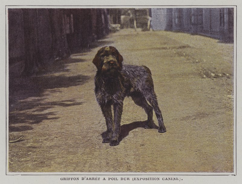 Griffon d
