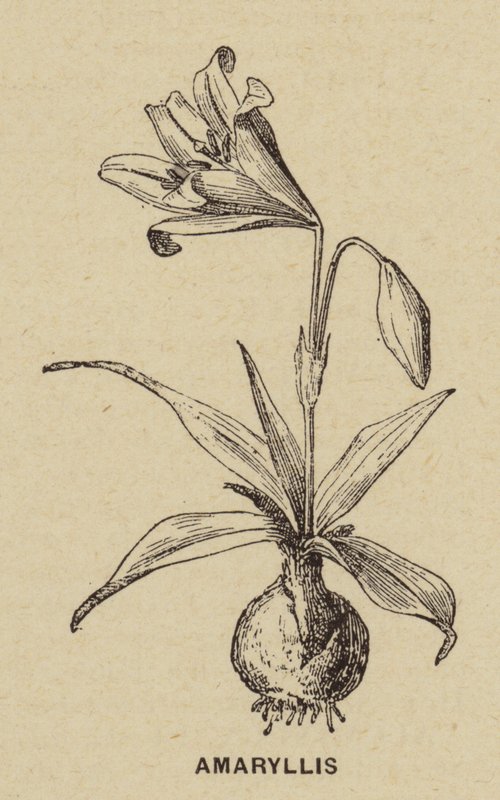 Amaryllis - French School