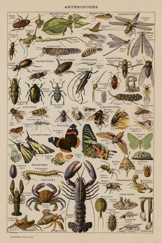 Arthropodes - French School