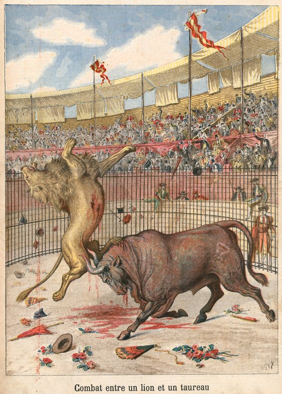 Combat entre un lion et un taureau - French School